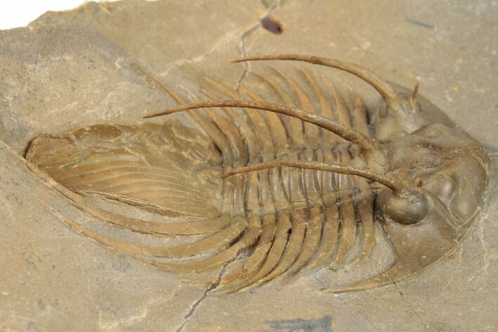 Rare, Spiny Kolihapeltis Trilobite - Atchana, Morocco #193683